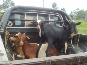 Goats Donated by the Ugandan Government Agricultural Support Progam (NAADS)